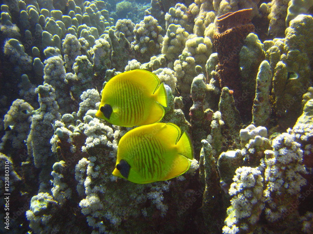 Maskenfalterfisch Maskenfalterfisch