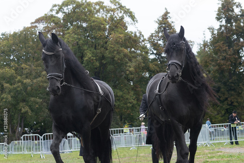 Two black friesian horse stallion equestrian dressage carriage competition show background run play 