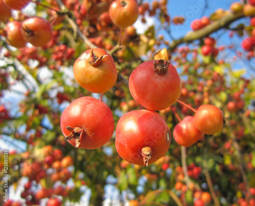 Beautiful red wild apples and blue sky/Beautiful red wild apples and blue sky