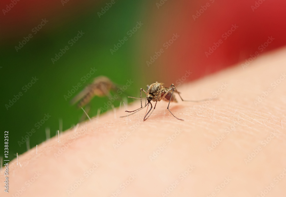 Fototapeta premium two mosquito sitting on his arm and drink the blood