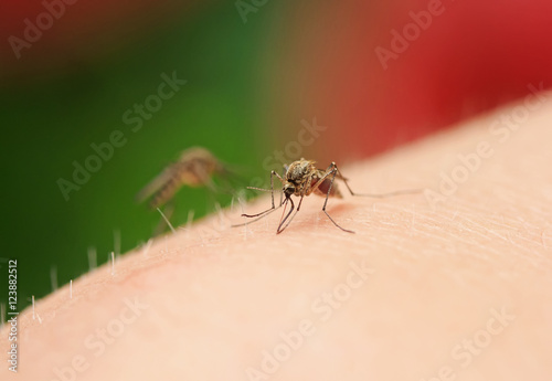 two mosquito sitting on his arm and drink the blood