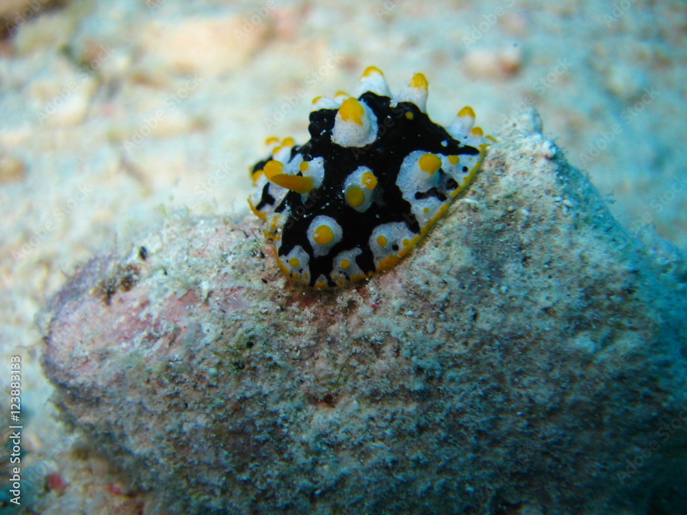 Warzenschnecke Warzenschnecke