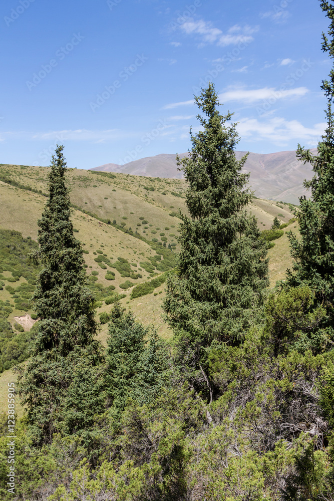 Obraz premium fir against mountains