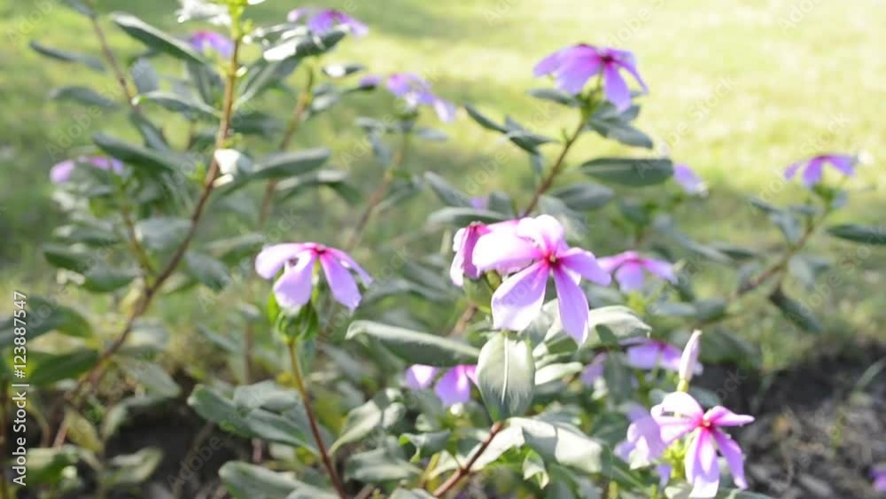 Rosy periwinkle flowers swinging in the wind. Scientific name: Catharanthus roseus Rosy periwinkle flowers swinging in the wind. Scientific name: Catharanthus roseus