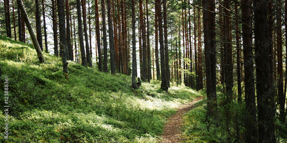 Fototapeta premium Pathway in the pine tree grove. Blueberry and cowberry shrubs. Sunny summer day. Aged photo. Walkway in the forest. Kenozersky National Park (UNESCO Biosphere Reserve), Arkhangelsk region, Russia.