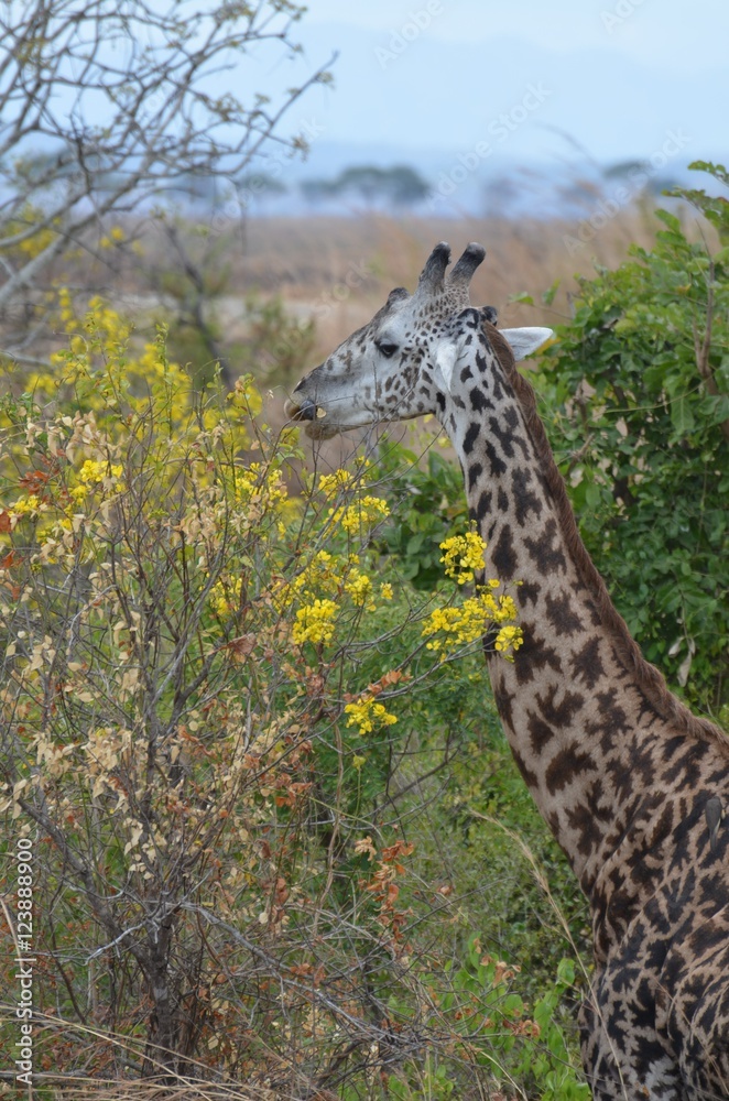 Giraffe eating yellow flower in Selous Game reserve in Tanzania east africa Giraffe eating yellow flower in Selous Game reserve in Tanzania east africa