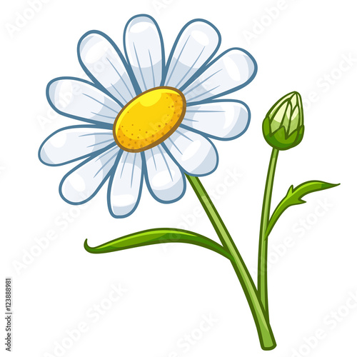 Chamomile cartoon style