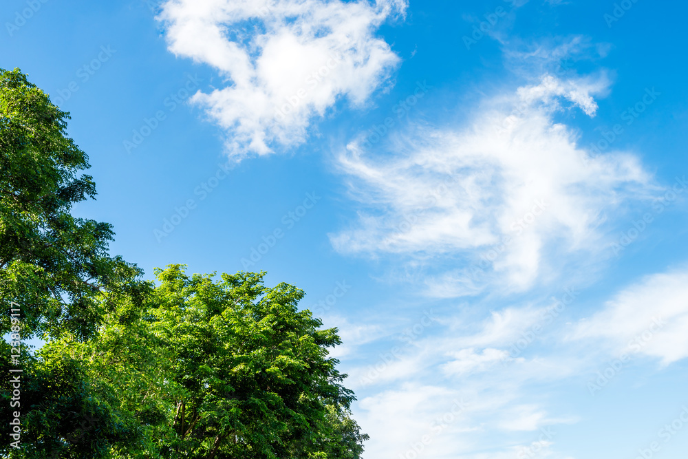 leaf and blue sky