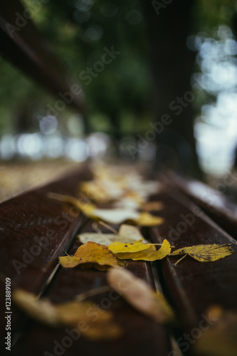 Beautiful vintage autumn background. Close up shot of fallen leaves on old park bench.