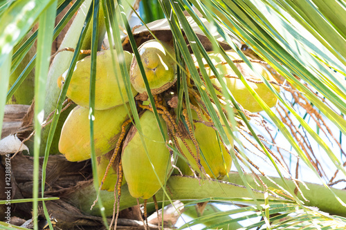 green coconet photo