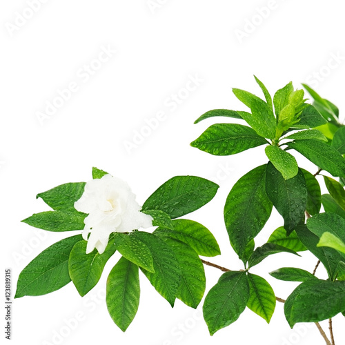 Gardenia flower (Gardenia jasminoides) isolated on white background. Closeup.