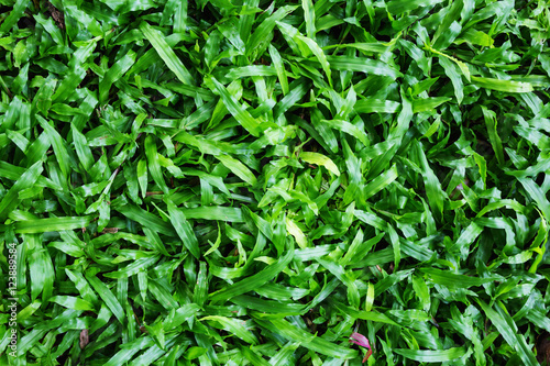 green grass floor background.