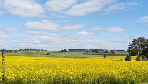 Crop - Australia