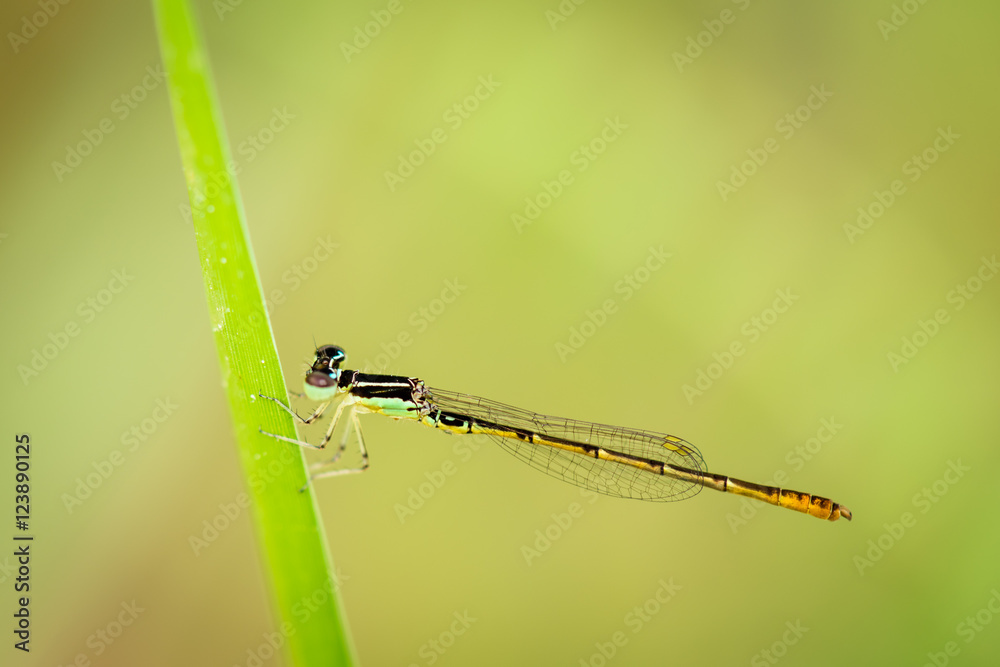 Small dragonfly Small dragonfly