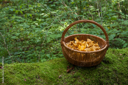 Mushrooms Chanterelle. Mushrooms Chanterelle In Wicker Basket On Old Log With Moss In Forest, Copyspace. Wicker Basket With Edible Mushrooms Chanterelle In Forest.