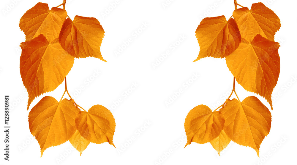 Obraz premium Autumn tilia leaves