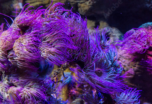 Purple coral reef