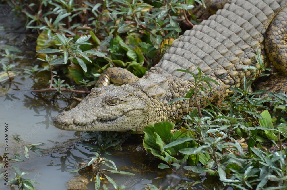 Naklejka premium Young cocodrile near waterhole in Selous Game reserve in Tanzania east Africa 