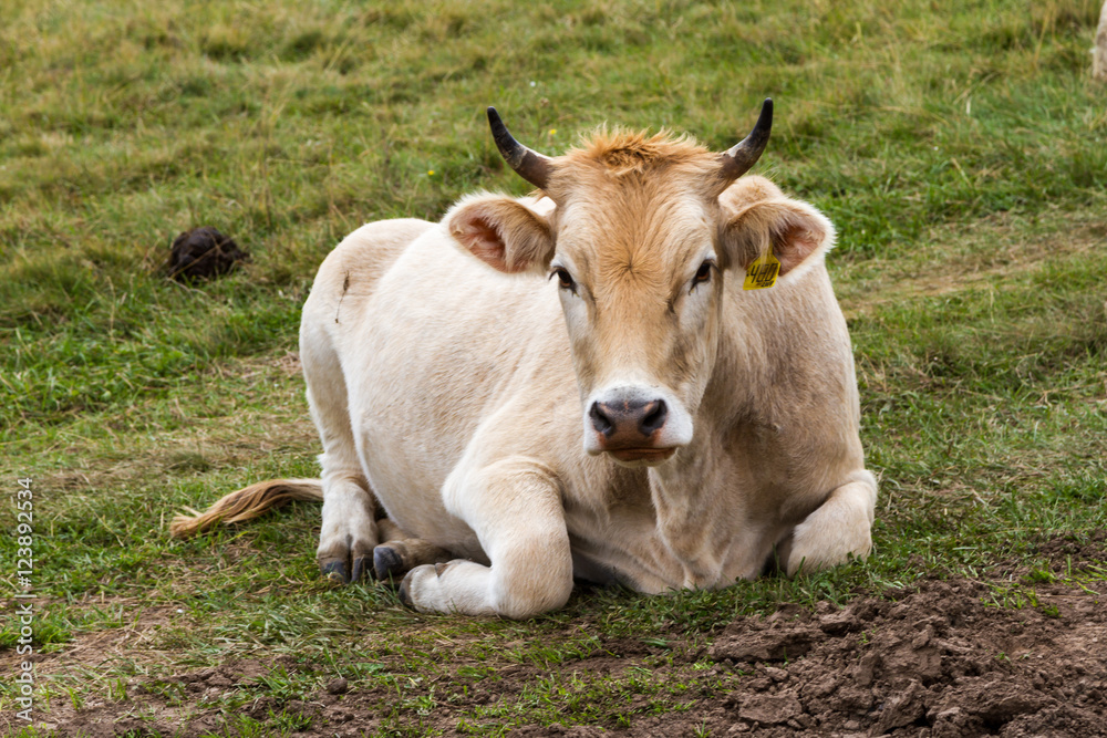 Cow on grass