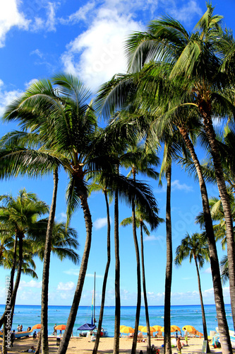 Palm tree in Waikiki beach Hawaii © pilialoha