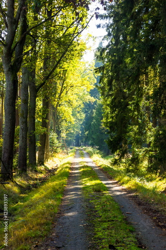 Road in forest © Sergey Fedoskin