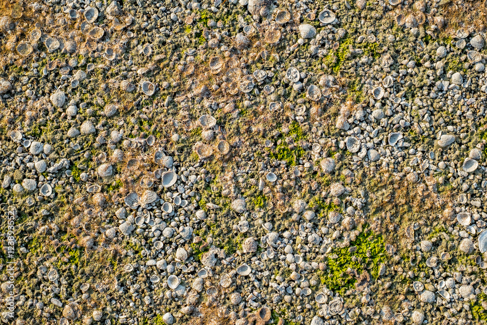 After retiring water on the beach, sea shell, snail shell, algae After retiring water on the beach, sea shell, snail shell, algae