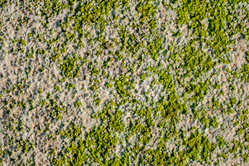 Algae texture on sand beach, closeup view Algae texture on sand beach, closeup view