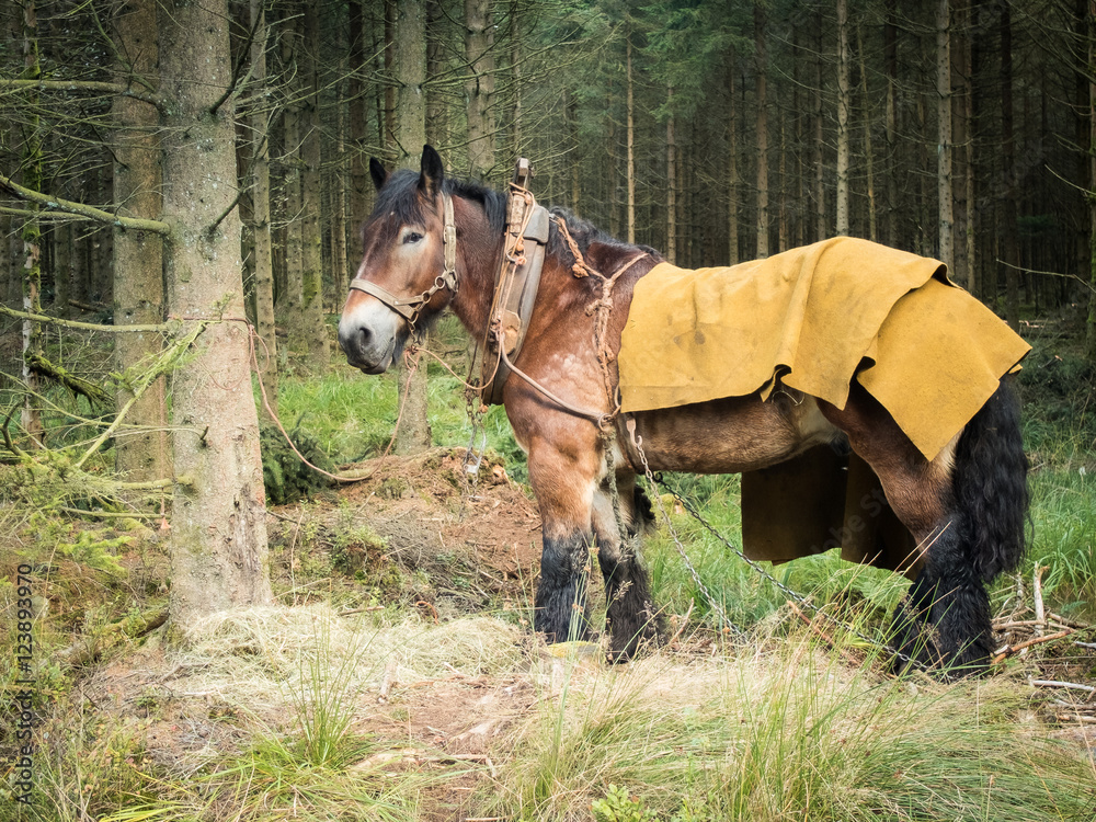Wunschmotiv: Belgisches Kaltblut Brabanter als Arbeitspferd im Wald #123893970