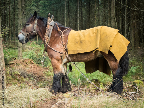 Belgisches Kaltblut Brabanter als Arbeitspferd im Wald © Daniel Bahrmann