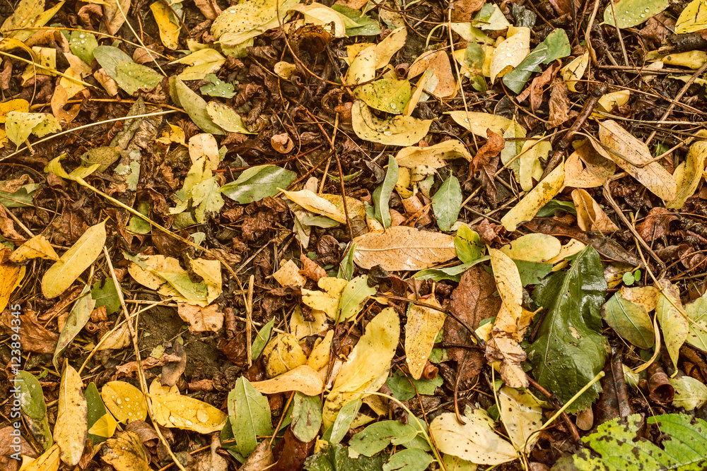 Autumn acacia leaves after rain on the ground Autumn acacia leaves after rain on the ground