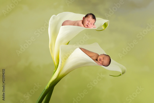 Mixed race babies in a flower photo