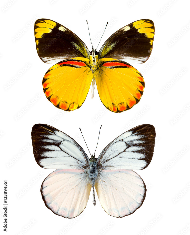 Cepora laeta butterfly Cepora laeta butterfly