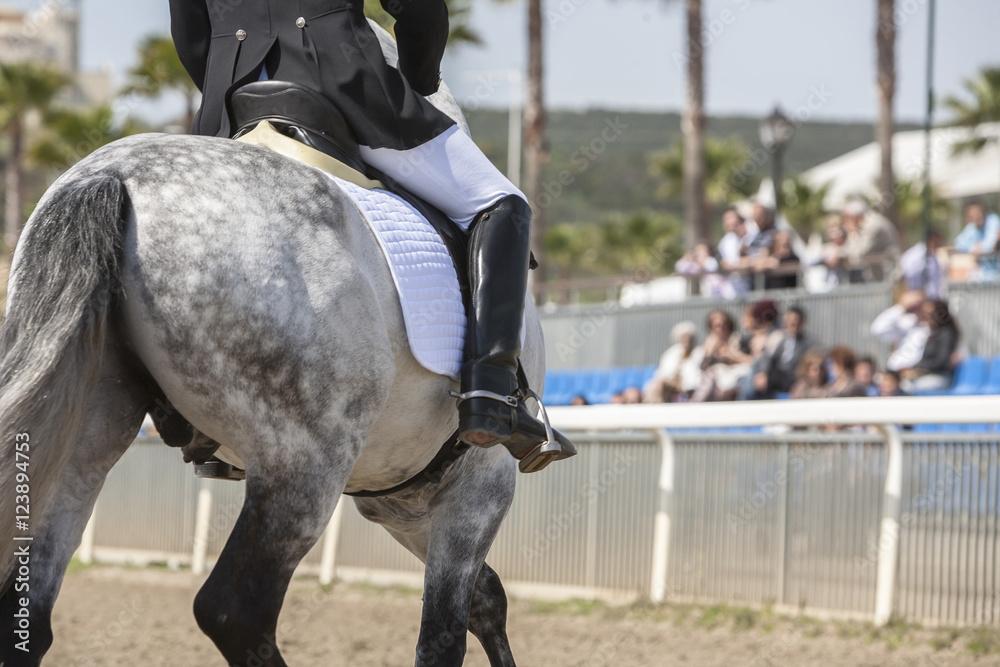 Spanish horse of pure race taking part during an exercise of equ Spanish horse of pure race taking part during an exercise of equ