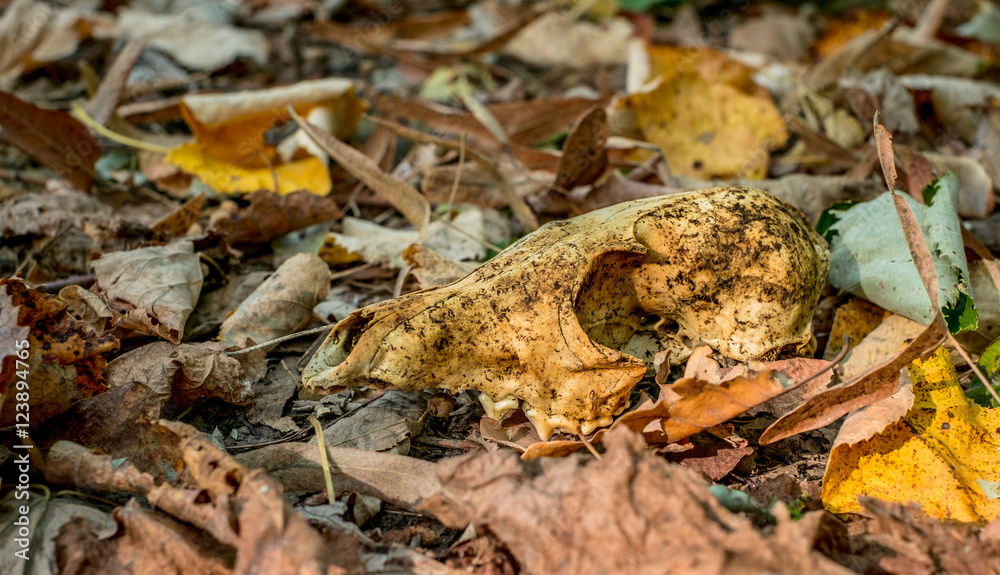 Autumn scene composition - Dog skull on autumn leaves