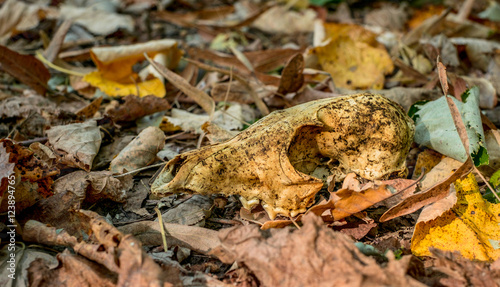 Autumn scene composition - Dog skull on autumn leaves