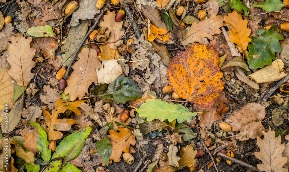 Autumn scene with walnuts and dry leaves on the ground, closeup view Autumn scene with walnuts and dry leaves on the ground, closeup view