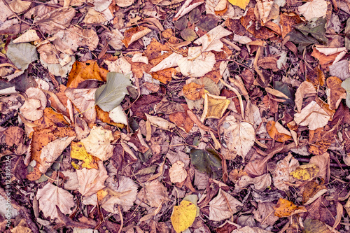 Autumnal multicolor fallen beech leaves on ground during fall season. top view