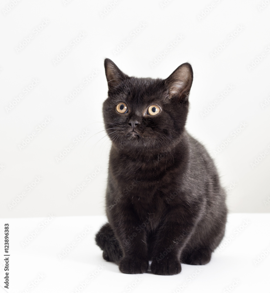 Black British kitten looking