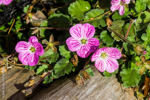 Erodium variabile Bishop's Form