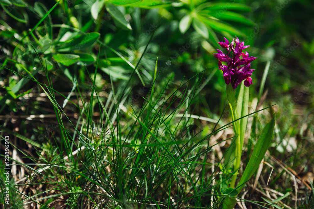 beautiful purple flower growing in green grass beautiful purple flower growing in green grass