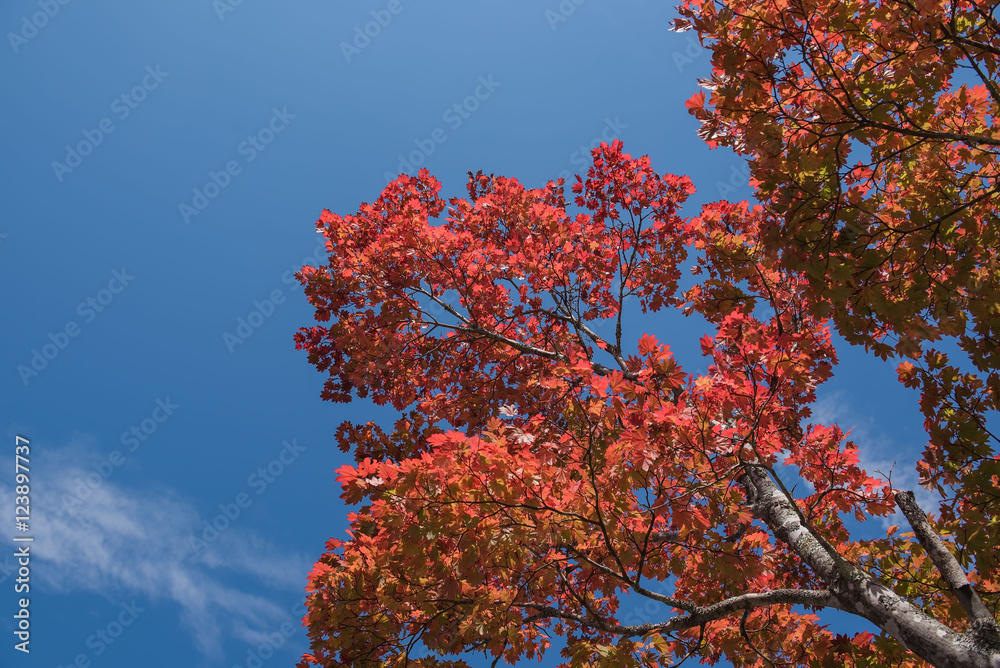 Red Japanese maple leaf on tree and blue sky background Red Japanese maple leaf on tree and blue sky background