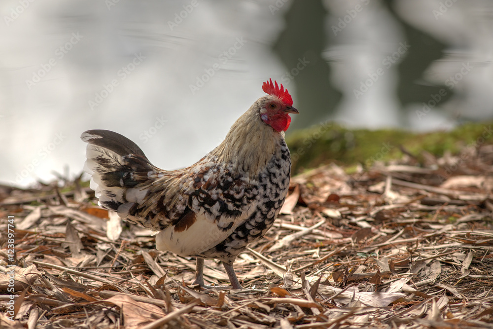Naklejka premium chicken on fallen autumn leaves