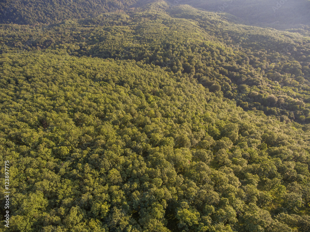 Fototapeta premium Forest cover on the hill. View from above.