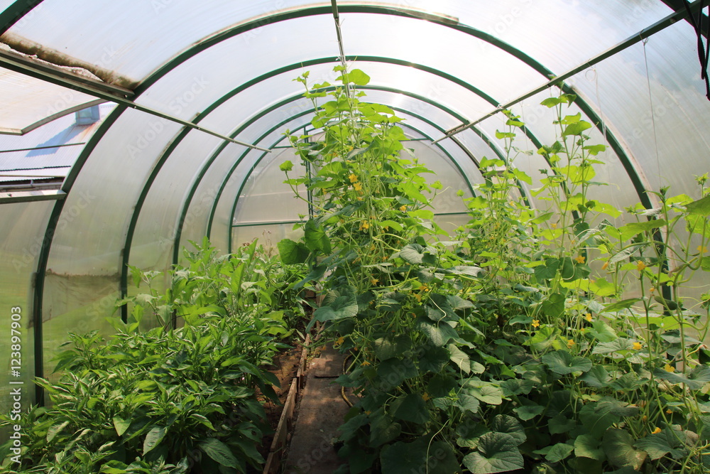 Cucumbers (Cucumis sativus) and peppers (Capsicum) growing in the modern arc polycarbonate greenhouse Cucumbers (Cucumis sativus) and peppers (Capsicum) growing in the modern arc polycarbonate greenhouse