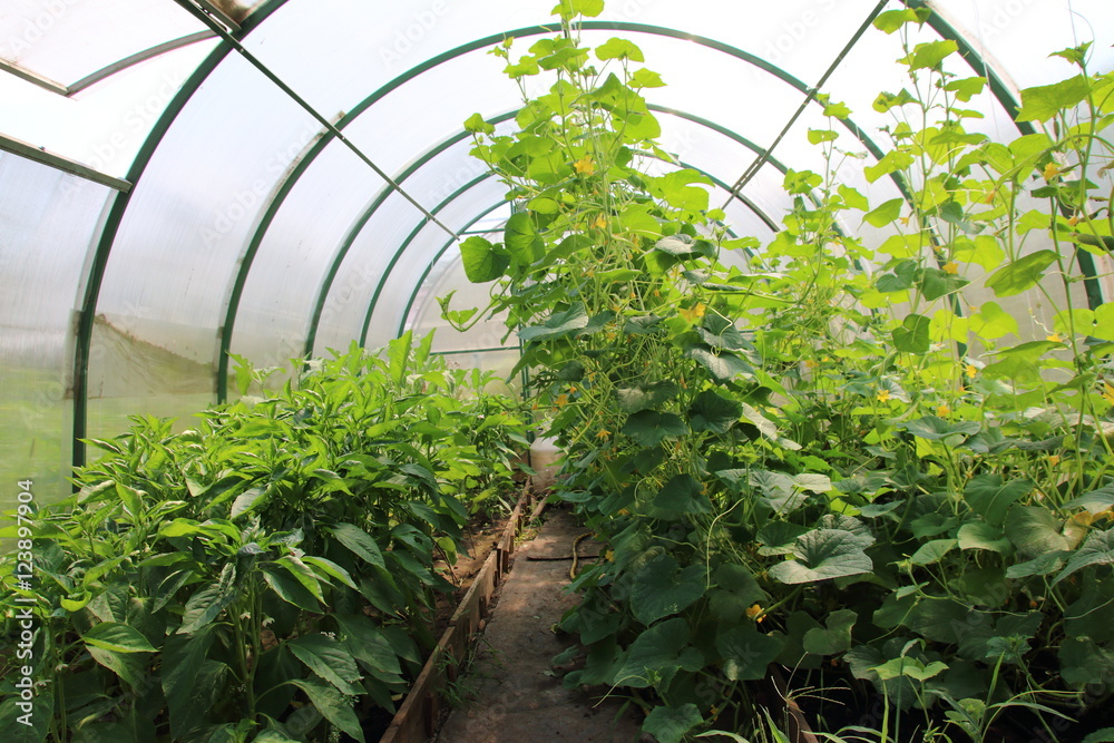 Cucumbers (Cucumis sativus) and peppers (Capsicum) growing in the modern arc polycarbonate greenhouse Cucumbers (Cucumis sativus) and peppers (Capsicum) growing in the modern arc polycarbonate greenhouse