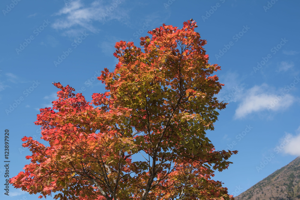 Red Japanese maple leaf on tree and blue sky background Red Japanese maple leaf on tree and blue sky background