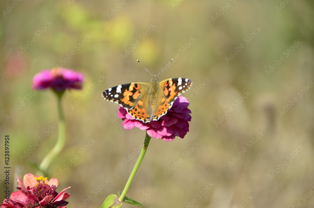 Naklejka premium 꽃과 나비