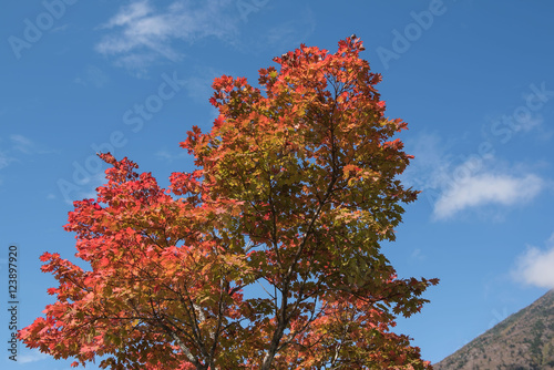 Red Japanese maple leaf on tree and blue sky background