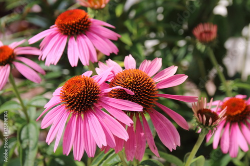 Fototapeta Naklejka Na Ścianę i Meble -  Cultivar Eastern purple coneflower (Echinacea purpurea 