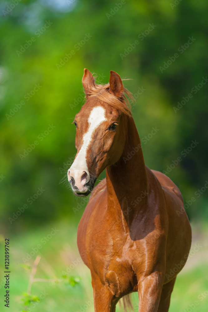 Obraz premium Red arabian horse portrait in motion
